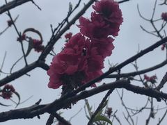 -广东花都湖国家湿地公园