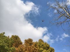 -南汇新城城市公园