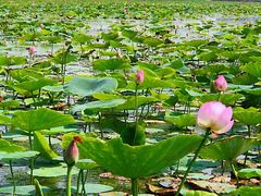 -天津东丽湖风景区