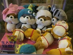 -柴犬高等学院·狗咖·柴犬售卖·宠物训练