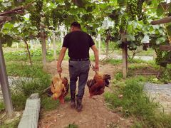 -马陆小张葡萄园农家乐