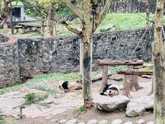 -都江堰中华大熊猫苑