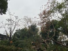 -成都大熊猫繁育研究基地