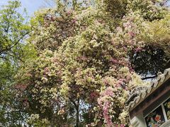 -深圳国际园林花卉博览园