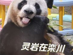 -栾川竹海野生动物园