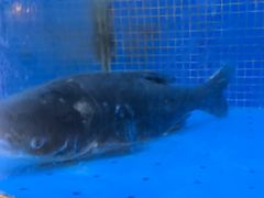 -香山湖渔家大院