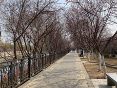 -桃花堤公园