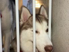 -Husky Go! 哈士奇体验馆·宠物咖啡厅狗咖