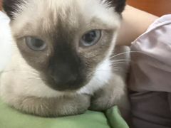 -欣宠猫屋·矮脚拿破仑·蓝金金渐层