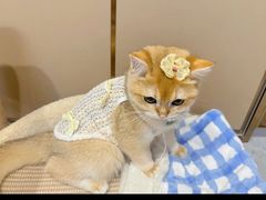 -lincat·猫舍(广州店)