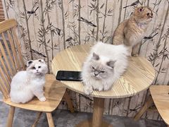 -楼上猫咖(罗湖店)
