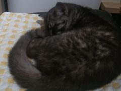 -平行世界·猫咖(首经贸店)