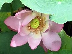 -羊亭河湿地公园