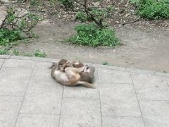 -黔灵山公园
