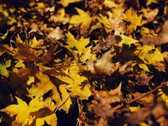 -济南国际园博园