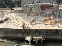 -常州淹城野生动物世界