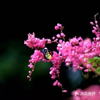 被誉为“藤蔓之后”的它，带你感受如诗如画的生活。