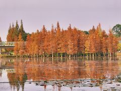 -白鹭湾湿地公园