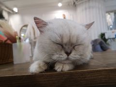 -共舞时光猫咖·狗咖(新街口店)