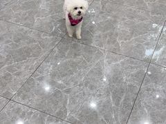 -艾贝尔宠物医院·宠保定点·超声绝育·免疫点(樱花路店)