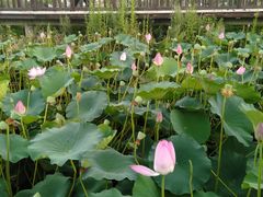 -羊亭河湿地公园