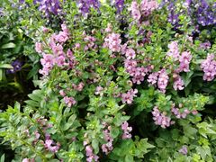 -庐山风景区花径公园