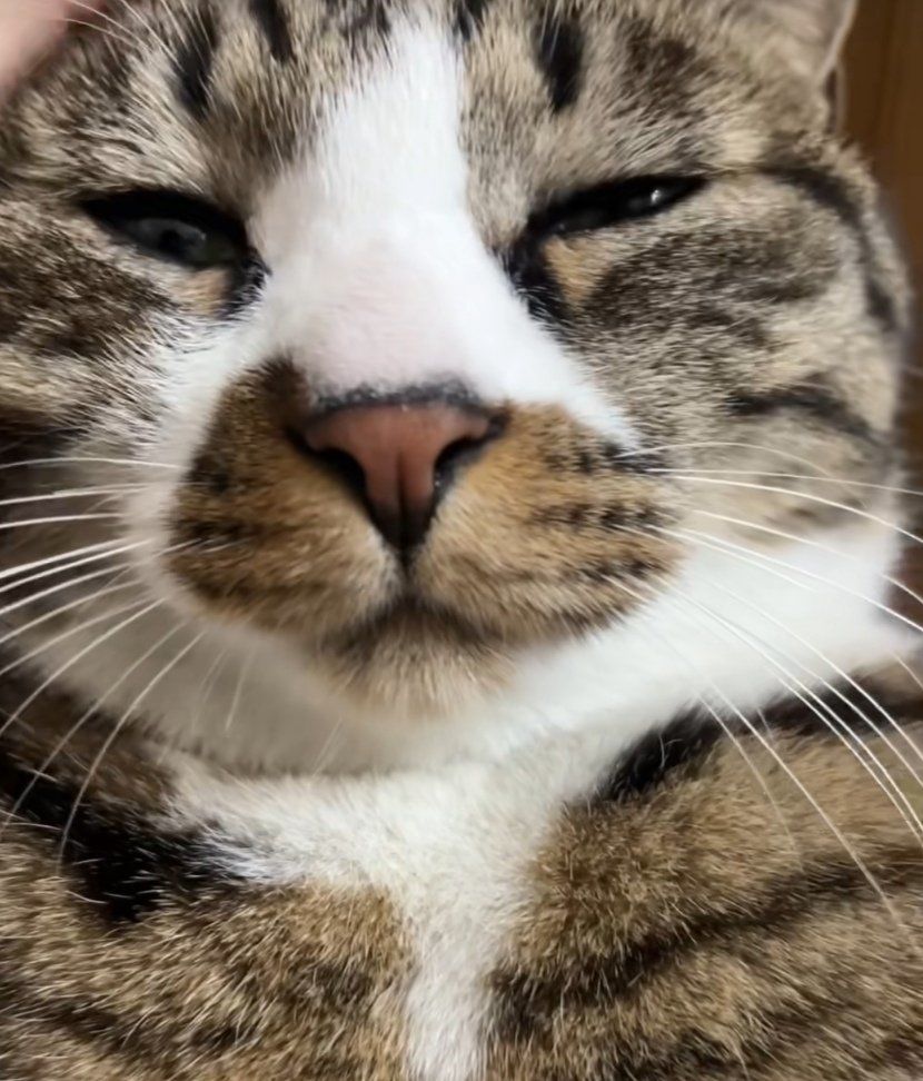 大鼻子猫,鼻子大猫