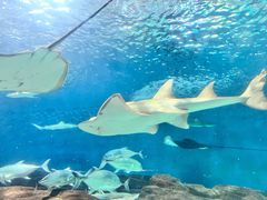 -上海海洋水族馆