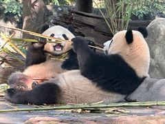 -都江堰中华大熊猫苑