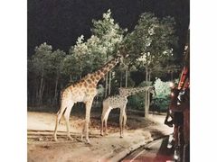 -清迈夜间动物园