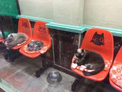 -猫咪博物馆(顶澳仔猫街店)