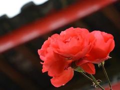 -丽江玉水寨