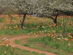 -名花谷生态庄园
