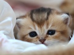 -珠海悠米米努特矮脚猫舍