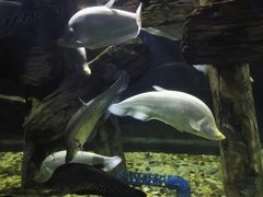 -苏州海洋馆