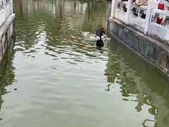-珠海圆明新园