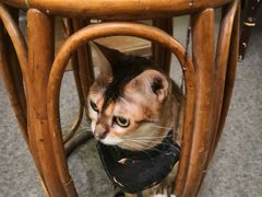 -猫色咖啡·猫咖