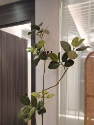 -花隐瑜伽·普拉提·红绳