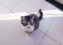 -卡卡喜糖伴手礼·商务礼宝宝礼·婚礼用品