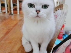 -猫小院猫主题餐厅(南锣旗舰店)