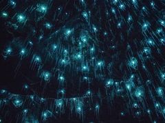 -怀托摩萤火虫洞