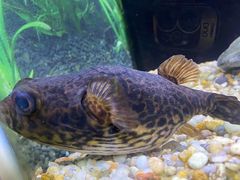 -上海海洋水族馆