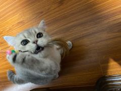 -东方名猫馆·英短金渐层布偶猫舍(环线广场1号楼店)