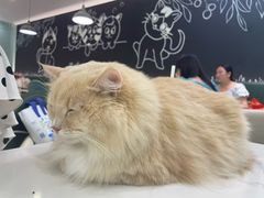 -安格丽娜·狗咖·猫咖羊驼咖(春熙路百盛商场店)