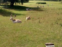 -布里斯托尔国际热气球节