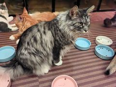 -MOCHA明星猫咖(田子坊店)