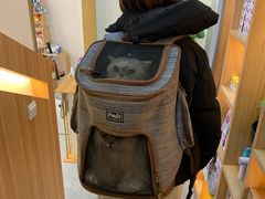 -山宅一喵德文卷毛猫舍
