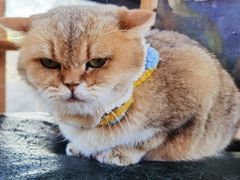 -猫小院猫主题餐厅(南锣旗舰店)