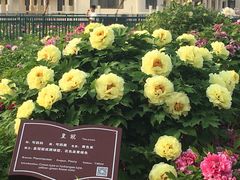 -曹州百花园