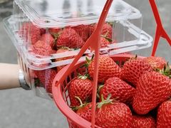 -前小桔亲子创意农场·草莓采摘·露营烧烤
